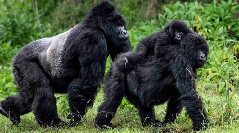 When people take pandemic precautions, gorillas breathe easier