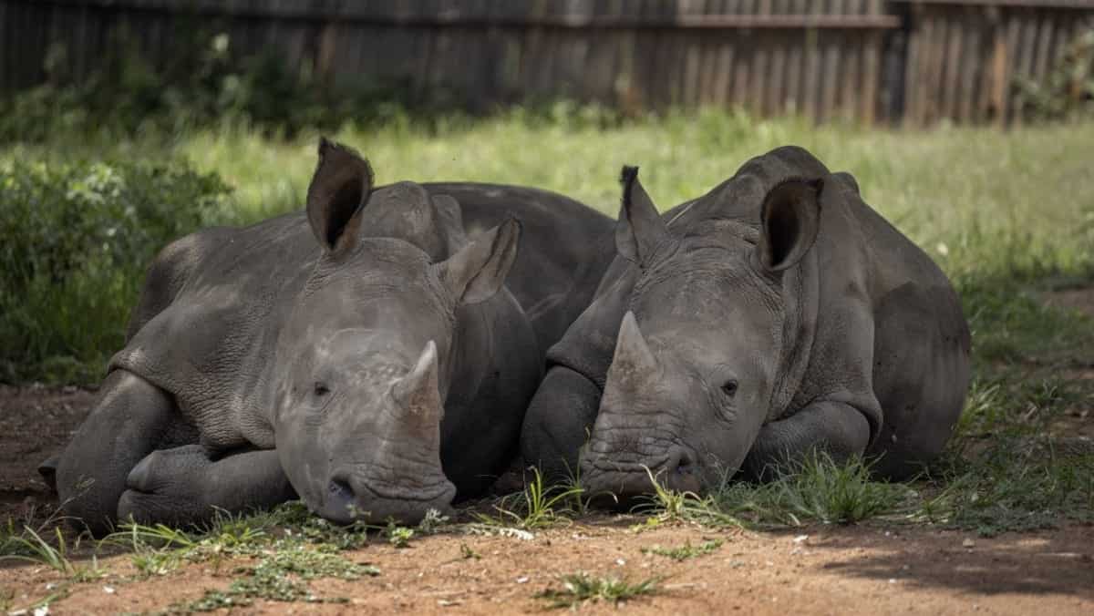 South Africa announces hunting permits for rhino, leopards South Africa announces hunting permits for rhino, leopards