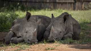 South Africa considers selling Rhino horn to Asian tourists amid ecological concerns