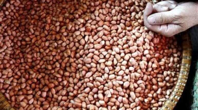 Fecal transplant can help in easing peanut allergies, says study Fecal transplant can help in easing peanut allergies, says study