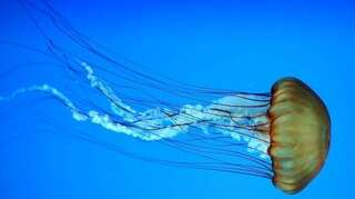 14-year-old boy loses life after getting stung by box jellyfish at Australian beach