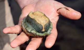 Researchers see 'future of an entire species' in ultrasound technique