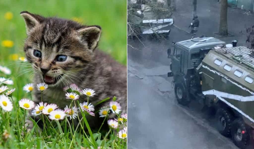 Ukraine crisis: Here's how Russian cats are caught in the crossfire