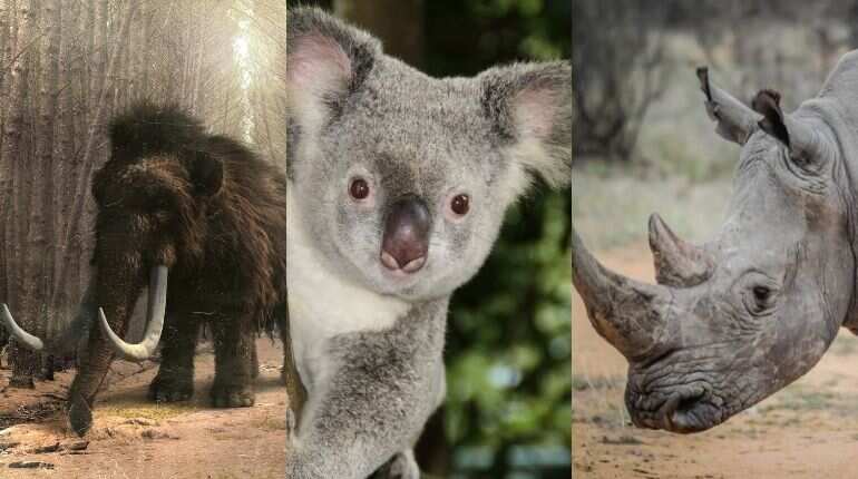 World is undergoing sixth mass extinction and things don't look good for humans