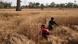 'This is seismic': Just 10 weeks of global wheat inventories left: Expert to UNSC