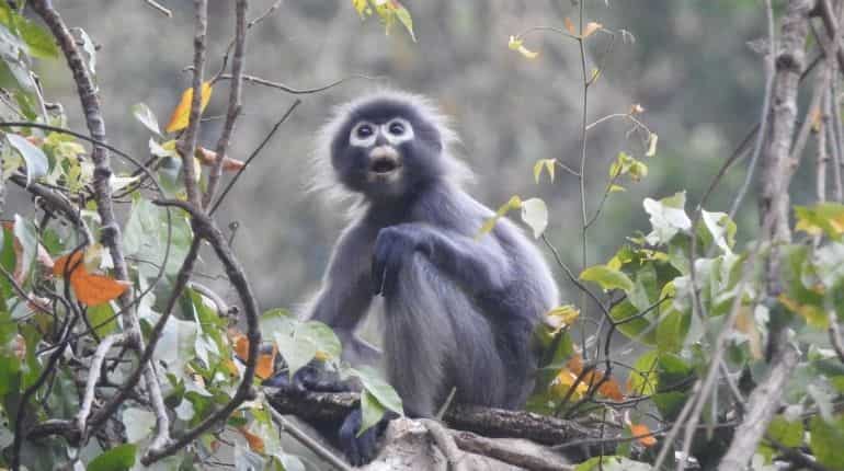 Scientists discover 100 new species in 'biologically rich' Myanmar Scientists discover 100 new species in 'biologically rich' Myanmar