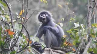 Scientists discover 100 new species in 'biologically rich' Myanmar