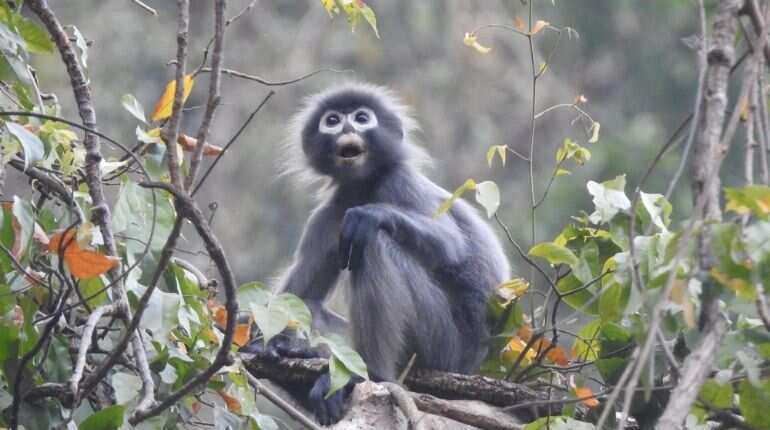 Scientists discover 100 new species in 'biologically rich' Myanmar