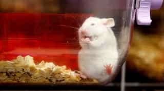 Rewinding the clock on ageing: Scientists rejuvenate tissues in middle-aged mice