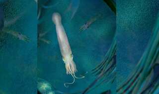 Fossil of vampire squid’s oldest ancestor is named for Biden