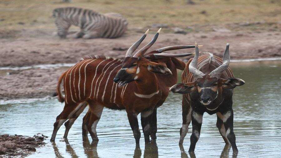 Poached for their meat, mountain Bongos are on the verge of extinction
