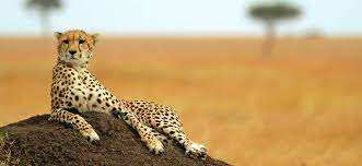 Cheetahs unsafe in the horn of Africa; Less than 7,000 cheetahs are alive in the wild | WION