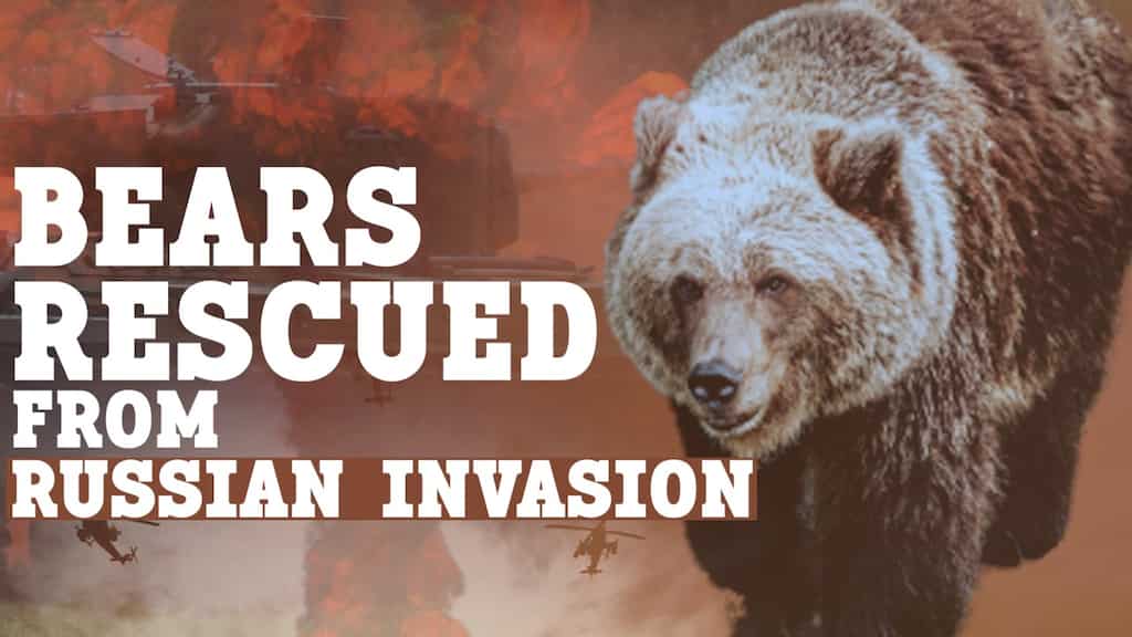 Bears rescued from Russian Invasion