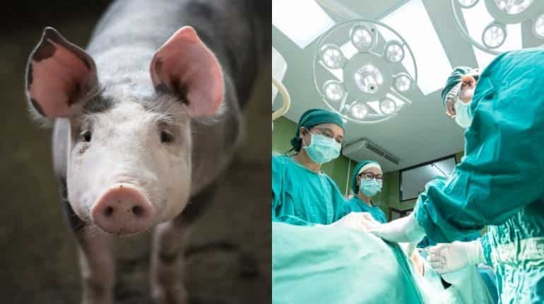 Explainer: Xenotransplantation - Will animal-to-human organ transplant succeed in the near future?