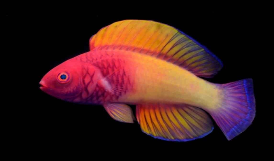 It's not photoshop! Rainbow-coloured fish discovered living off the coast of Maldives It's not photoshop! Rainbow-coloured fish discovered living off the coast of Maldives