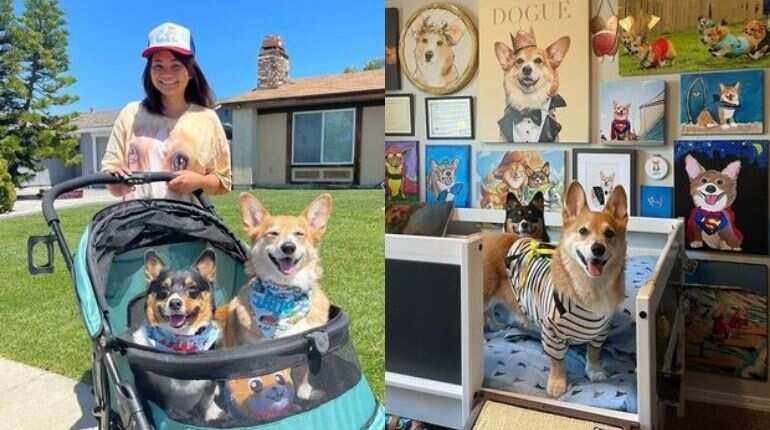 Dog with over 100k Instagram followers is living life king-size