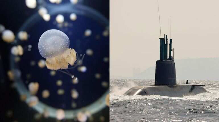 Australia is seeking a port for its nuclear submarines but there's a problem: Jellyfish Australia is seeking a port for its nuclear submarines but there's a problem: Jellyfish
