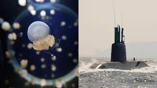 Australia is seeking a port for its nuclear submarines but there's a problem: Jellyfish