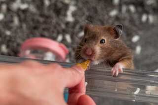 Hong Kong study claims hamsters caused Covid Delta outbreak in city in January