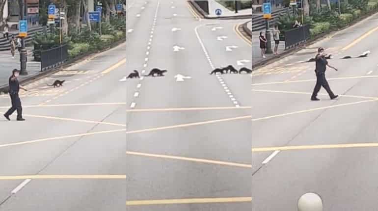 Watch: Otters get police escort in Singapore to cross road safely Watch: Otters get police escort in Singapore to cross road safely