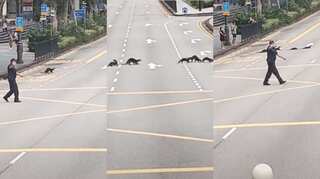 Watch: Otters get police escort in Singapore to cross road safely