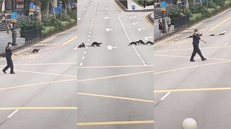 Watch: Otters get police escort in Singapore to cross road safely