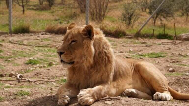 Nearly 300 lions died in India's Gujarat in 2 years, govt tells assembly