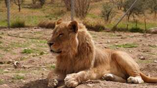 Nearly 300 lions died in India's Gujarat in 2 years, govt tells assembly