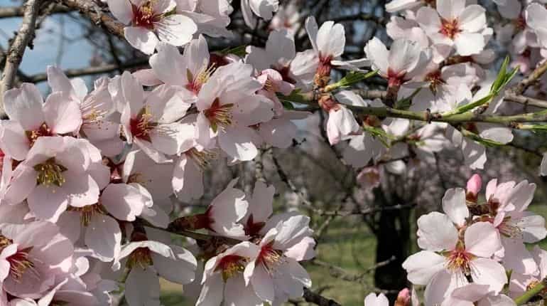 Almond flowers in full bloom in Kashmir