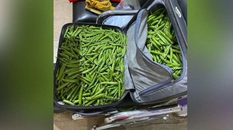 Peas-full journey? Indian airport security stops IPS officer. Here’s what happened Peas-full journey? Indian airport security stops IPS officer. Here’s what happened