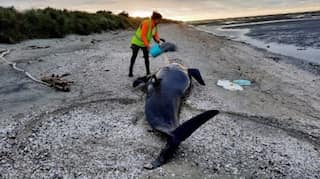 Death Trap: Over two dozen whales dead in New Zealand mass stranding