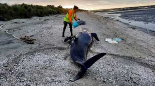 Death Trap: Over two dozen whales dead in New Zealand mass stranding