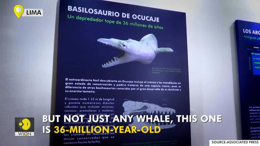 This 36 million-year-old whale inhabited Peru seas