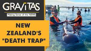 Gravitas: Dozens of Whales die in a mass stranding