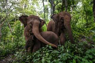 Elephants greet each other using distinctive names, just like humans: Study