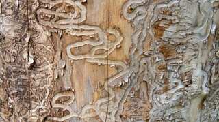 This invasive insect species could kill 1.26 million trees in the US by 2050