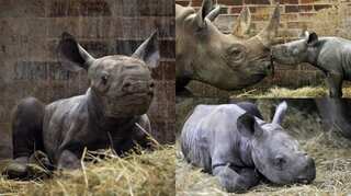 Kyiv is safe: Czech zoo names newborn eastern black rhino after Ukrainian capital to show support