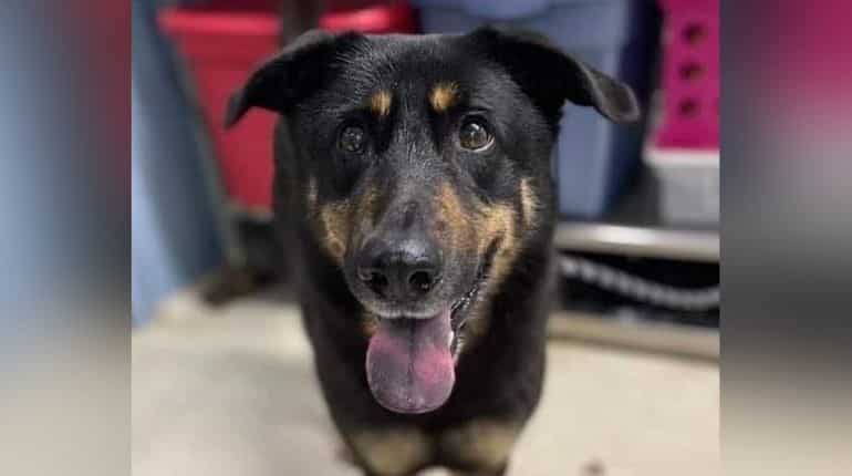 US owner dumps dog at animal shelter after calling it ‘gay’ US owner dumps dog at animal shelter after calling it ‘gay’