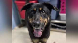 US owner dumps dog at animal shelter after calling it ‘gay’  