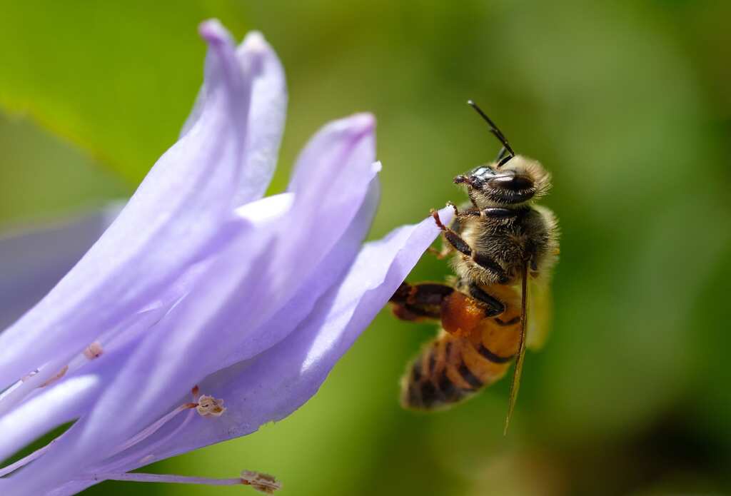 Study: Pollen season to get longer and more intense due to climate change