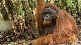 To show coolness, orangutans like humans use slang, says study   