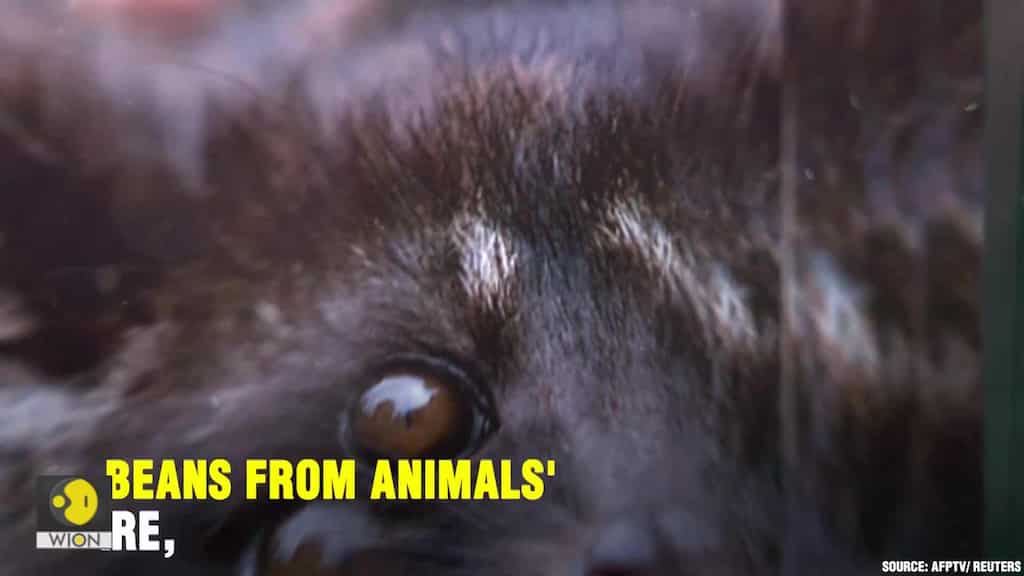 Will you drink a coffee made through animal poop?