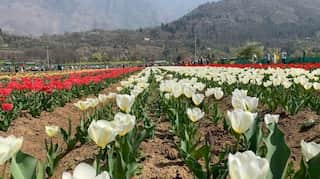 Thousands throng Srinagar's tulip garden on its opening day. Government hopes it will revive the tourism