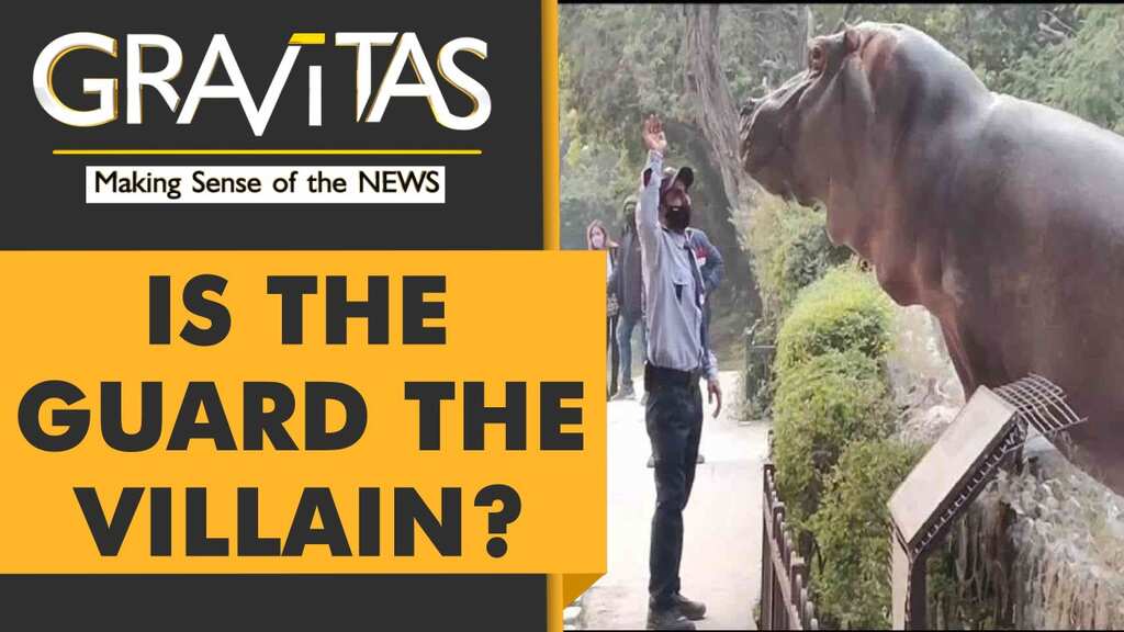 Gravitas: Video of a security guard slapping a hippo goes viral
