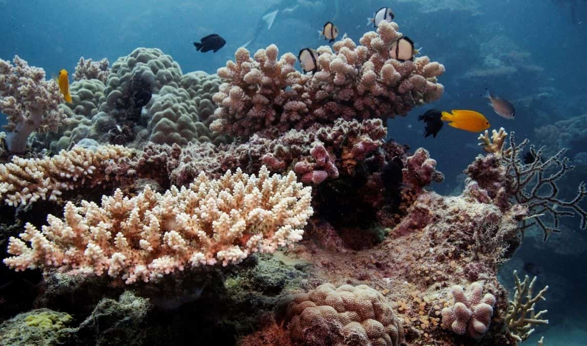Fish in Australia's Great Barrier Reef are 'fading' in colour Fish in Australia's Great Barrier Reef are 'fading' in colour