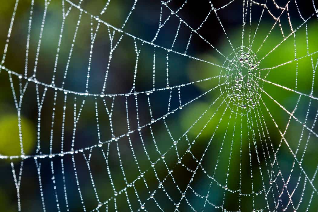 Video: Scientists create music out of spider web structure Video: Scientists create music out of spider web structure