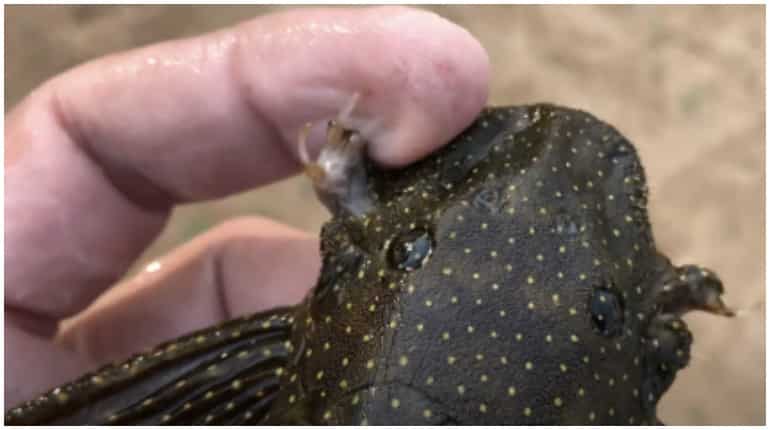 Wolverine fish, blind eel among 212 new freshwater species found Wolverine fish, blind eel among 212 new freshwater species found
