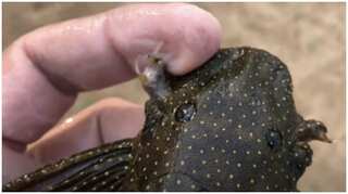 Wolverine fish, blind eel among 212 new freshwater species found