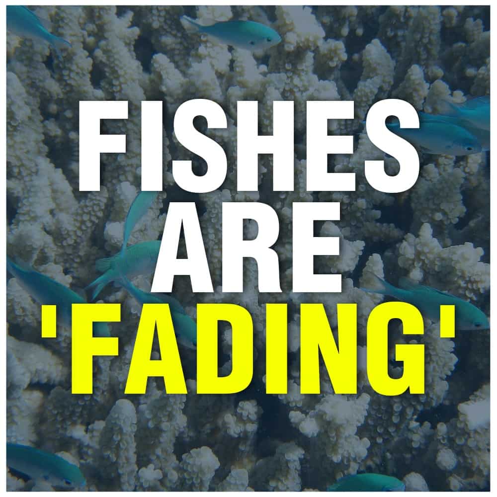 Fish in Australia's Great Barrier Reef are fading in colour