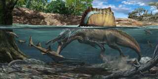 This biggest carnivorous dinosaur swam underwater to hunt, finds research